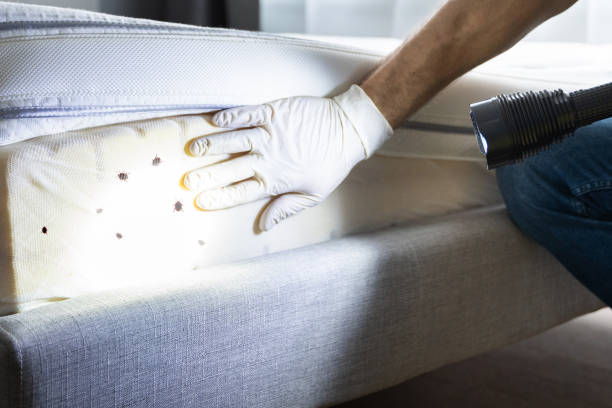 Reliable Blacksburg, SC Pest Control Solutions